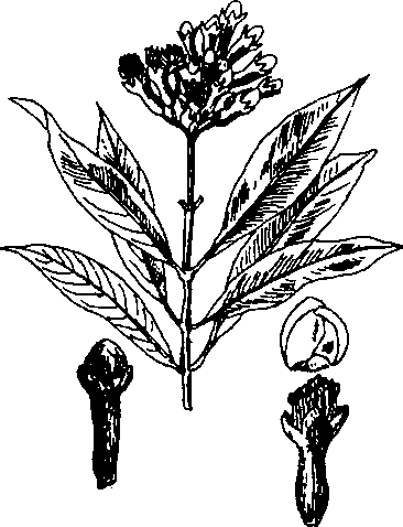 Hình 521. Dây quai bị - Tetrastigma strumarium
