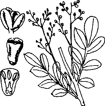 Hình 522. Dây quai bị - Tetrastigma strumarium