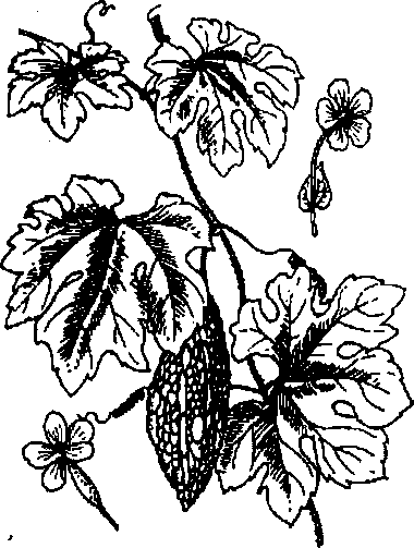 Hình 566. Mướp đắng - Momordica charantia