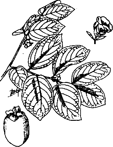 Hình 568. Thị đế - Diospyros kaki