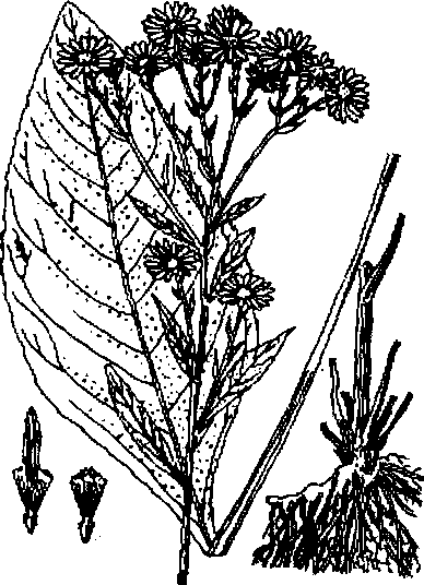 Hình 569. Tử uyển - Aster tataricus