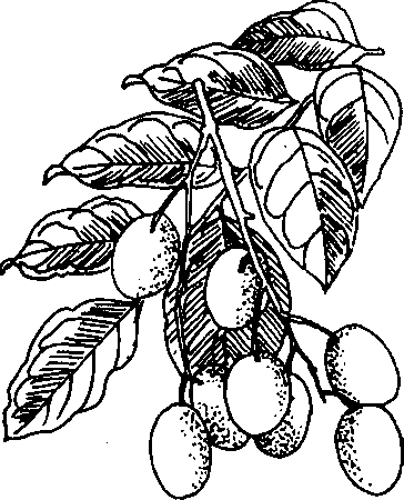 Hình 573. Hồng bì - Clausena lansium