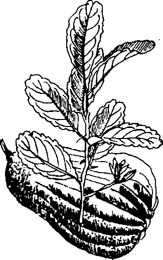 Hình 575. Phật thủ - Citrus medica