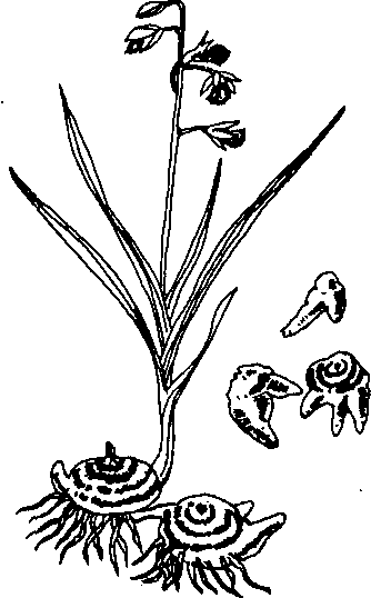 Hình 577. Bạch cập - Bletilla striata