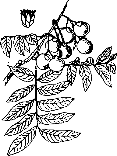 Hình 579. Bồ hòn - Sapindus mukorossi