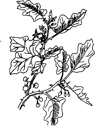 Hình 582. Cà dại hoa tím - Solanum indicum