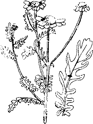 Hình 583. Cải cúc - Chrysanthemum coronarium