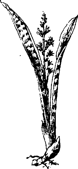 Hình 586. Chùa dù - Elsholtzia blanda