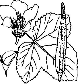 Hình 588. Chùa dù - Elsholtzia blanda