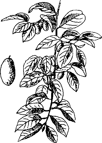Hình 589. Chùa dù - Elsholtzia blanda