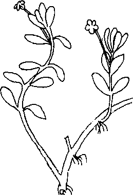 Hình 590. Chùa dù - Elsholtzia blanda