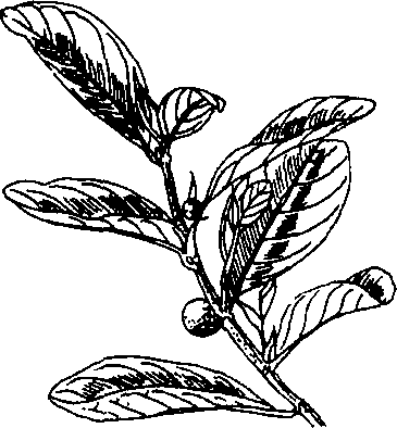 Hình 592. Chùa dù - Elsholtzia blanda
