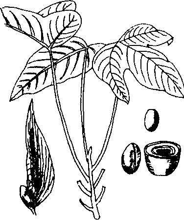 Hình 593. Chùa dù - Elsholtzia blanda