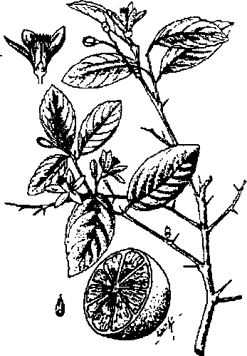Hình 595. Chùa dù - Elsholtzia blanda