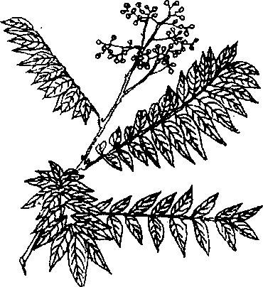 Hình 596. Chùa dù - Elsholtzia blanda