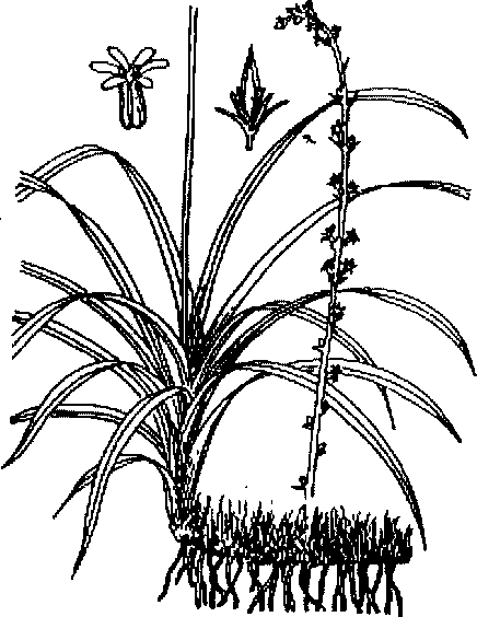 Hình 597. Chùa dù - Elsholtzia blanda