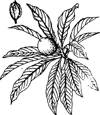 Hình 598. Chùa dù - Elsholtzia blanda