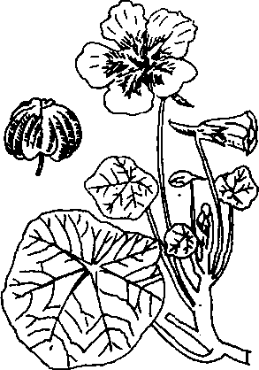 Hình 601. Chùa dù - Elsholtzia blanda