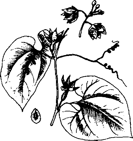 Hình 602. Chùa dù - Elsholtzia blanda