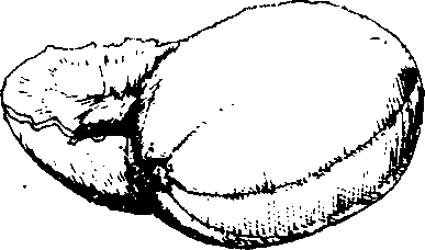Hình 603. Chùa dù - Elsholtzia blanda