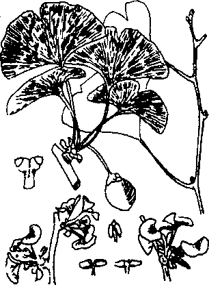 Hình 604. Chùa dù - Elsholtzia blanda