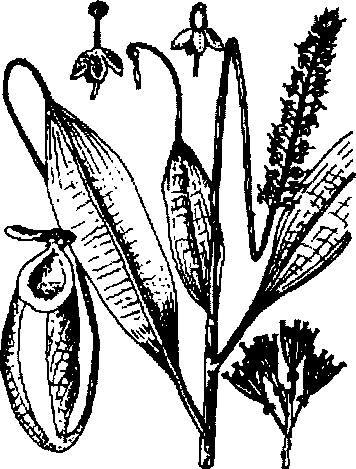 Hình 605. Cây nắp ấm - Nepenthes mirabilis