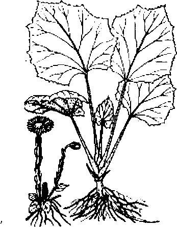 Hình 606. Cây nắp ấm - Nepenthes mirabilis