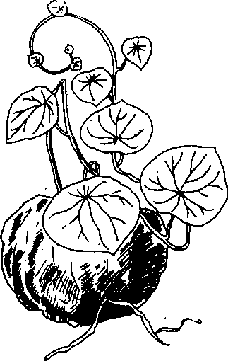 Hình 607. Cây nắp ấm - Nepenthes mirabilis