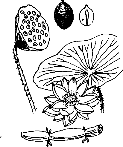 Hình 609. Cây nắp ấm - Nepenthes mirabilis