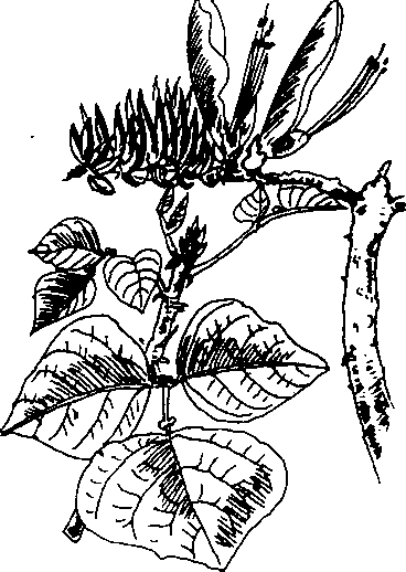 Hình 610. Cây vông nem - Erythrina orientalis