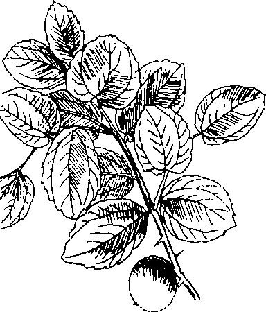Hình 611. Cây vông nem - Erythrina orientalis