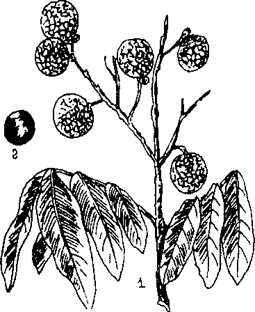 Hình 612. Cây vông nem - Erythrina orientalis