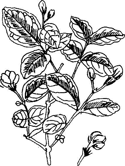 Hình 613. Cây vông nem - Erythrina orientalis
