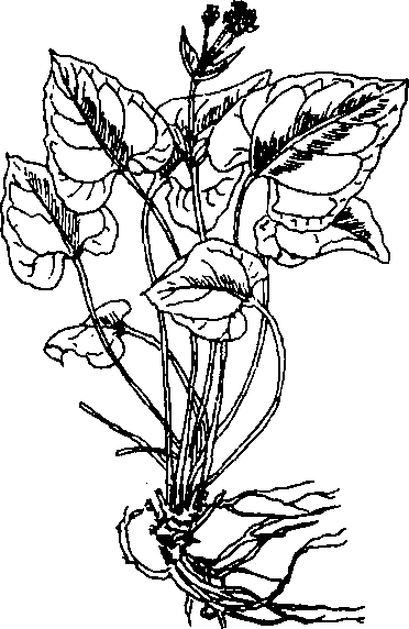 Hình 614. Cây vông nem - Erythrina orientalis