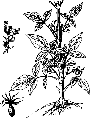 Hình 615. Cây vông nem - Erythrina orientalis