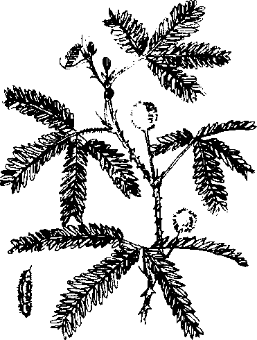 Hình 616. Cây vông nem - Erythrina orientalis