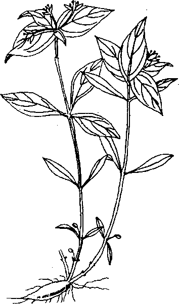 Hình 621. Các loại sâm - Panax ginseng