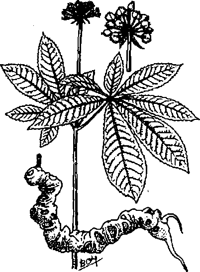 Hình 622. Các loại sâm - Panax ginseng