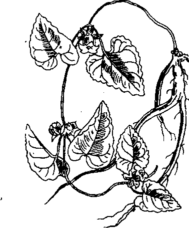 Hình 623. Các loại sâm - Panax ginseng