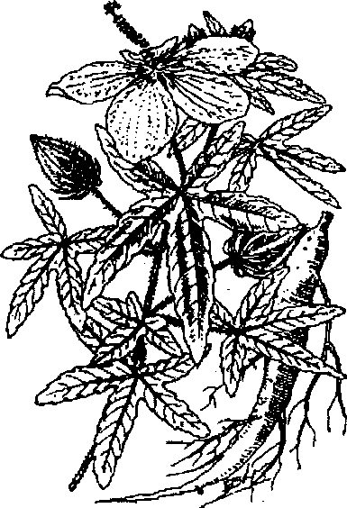 Hình 624. Các loại sâm - Panax ginseng