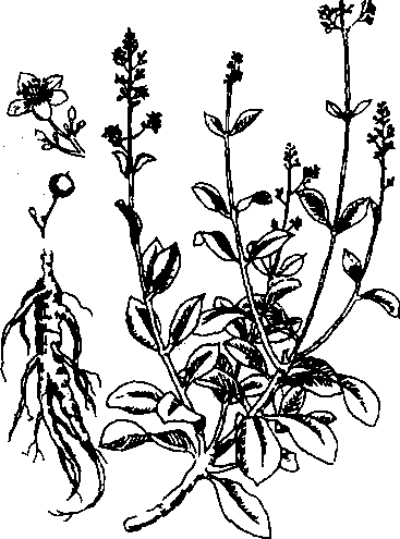 Hình 625. Các loại sâm - Panax ginseng