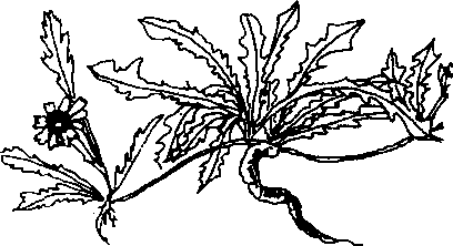 Hình 626. Các loại sâm - Panax ginseng