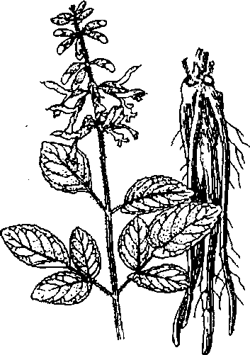 Hình 628. Các loại sâm - Panax ginseng