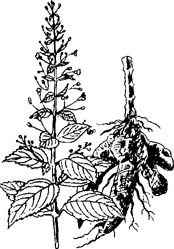 Hình 629. Các loại sâm - Panax ginseng
