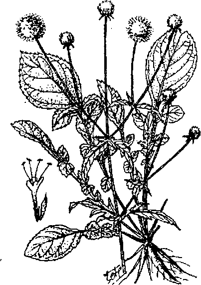 Hình 630. Các loại sâm - Panax ginseng