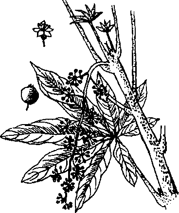 Hình 631. Các loại sâm - Panax ginseng