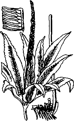 Hình 632. Các loại sâm - Panax ginseng