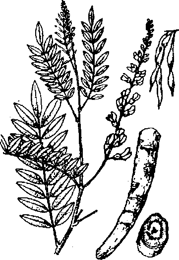 Hình 634. Cây khổ sâm cho rễ - Sophora flavescens