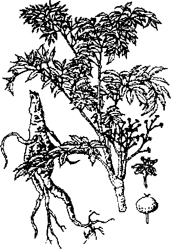 Hình 635. Cây khổ sâm cho rễ - Sophora flavescens