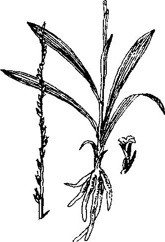 Hình 636. Cây khổ sâm cho rễ - Sophora flavescens